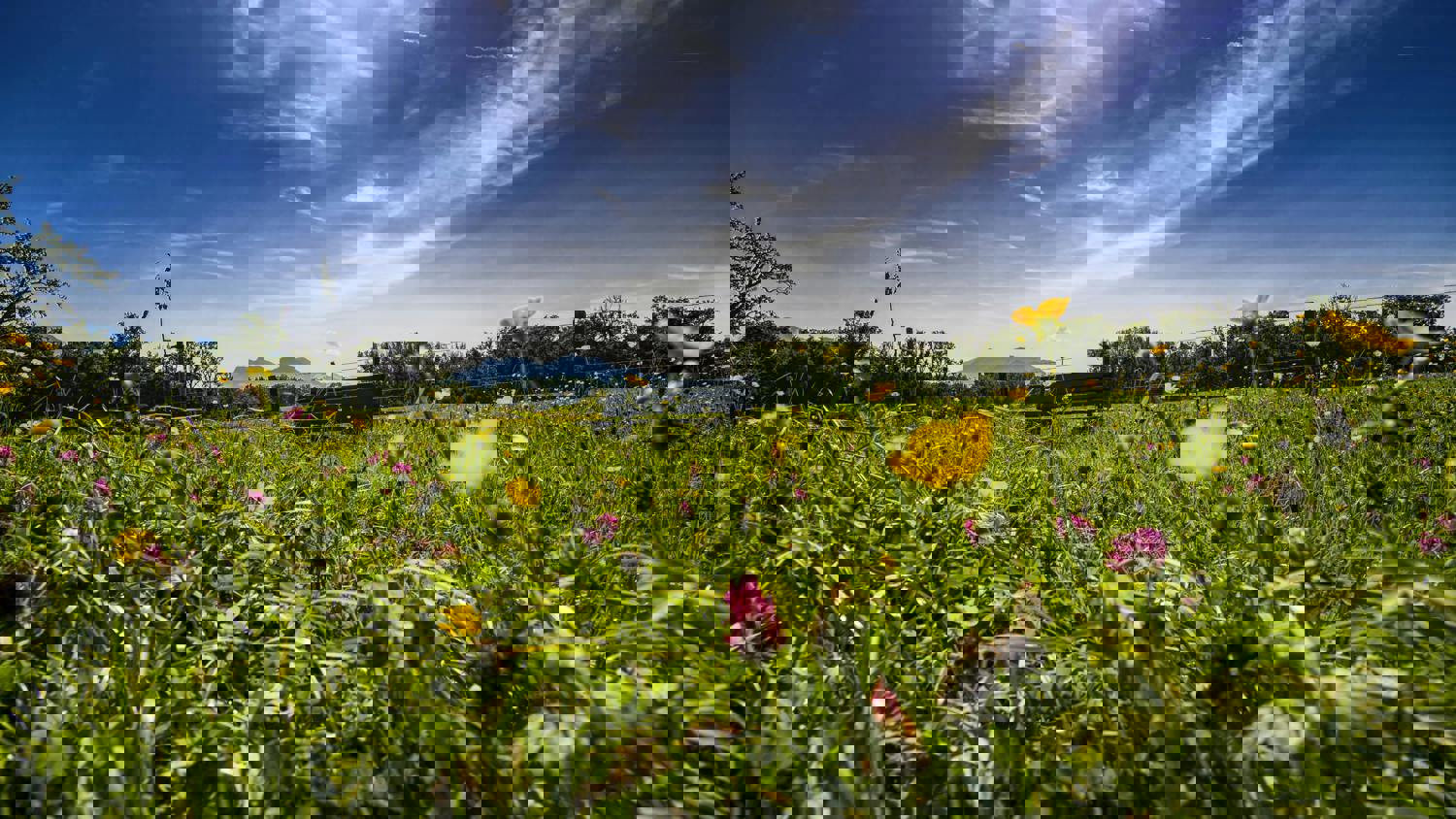 A colorful wildflower field under a dramatic, partly cloudy blue sky. Various flowers in pink, yellow, and purple bloom in the foreground, while trees and low buildings are visible in the distance. The image appears pixelated.