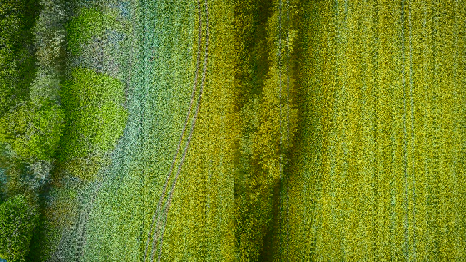 Aerial view of a dense forest showing textured, wavy patterns in various shades of green and yellow, creating an abstract appearance with light and dark areas.