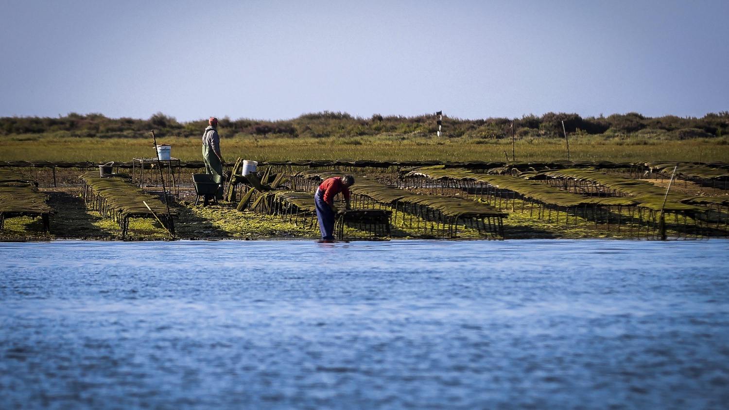 Two people work on an oyster or shellfish farm along the shoreline, bending over rows of mesh structures in shallow water, with grassy land in the background under a clear sky.