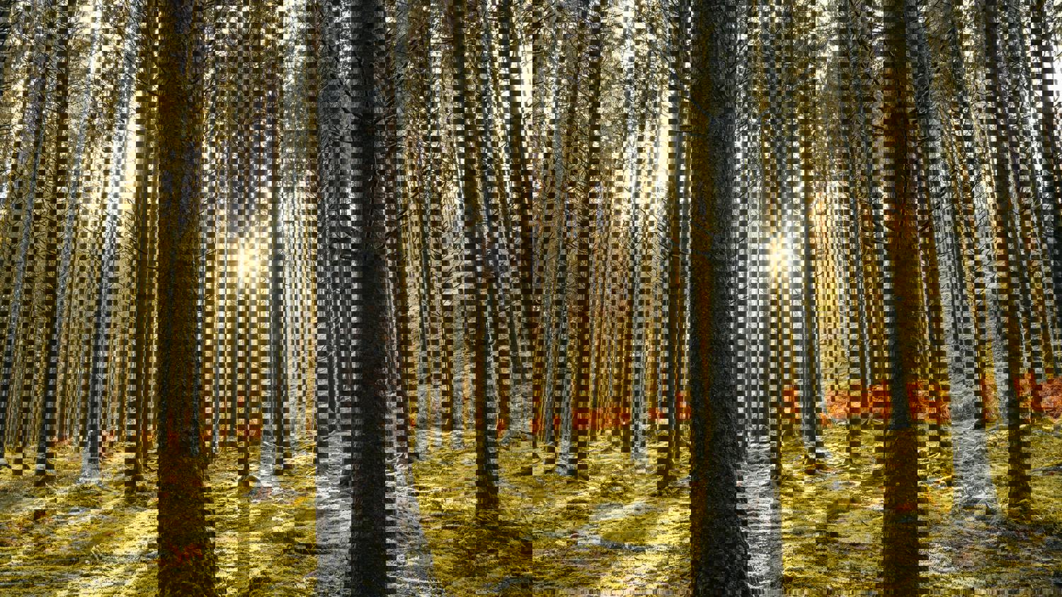 Rows of tall trees with sunlight streaming through, but the image is heavily pixelated and distorted into a grid of small squares, creating an abstract, fragmented effect.