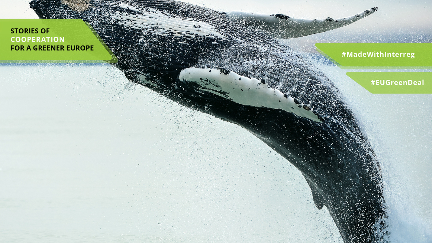 A humpback whale breaching out of the water with text overlays promoting environmental cooperation in Europe, featuring hashtags #MadeWithInterreg and #EUGreenDeal.