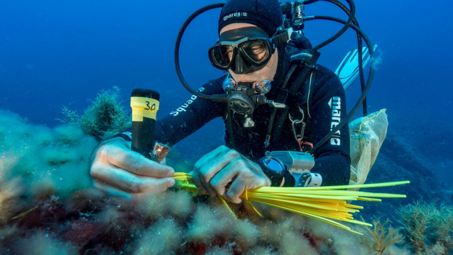 A scuba diver underwater, wearing a black wetsuit and goggles, collects samples from the ocean floor. They hold a tool labeled "30" and some yellow strands, with coral and seaweed surrounding them.