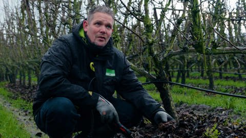 A person in a dark jacket and gloves crouches in a vineyard, inspecting the base of a grapevine. The sky is overcast, and the ground is covered with leaves. Rows of grapevines extend into the background.