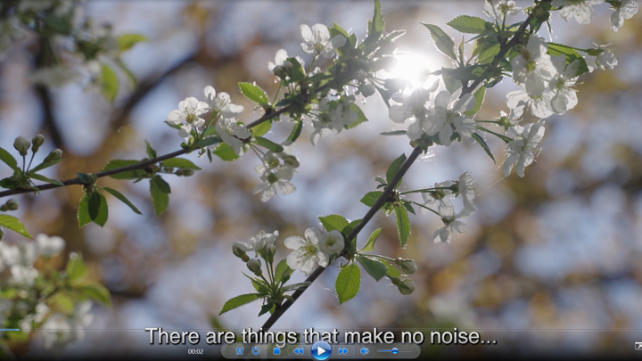 A close-up of blooming white flowers on a tree branch with sunlight shining through. The background is softly blurred. The subtitle reads, "There are things that make no noise...