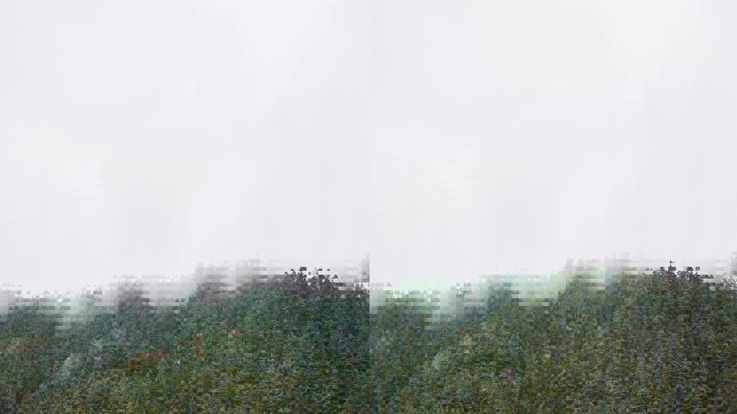 A forest of dense green trees beneath a white, overcast sky. The image appears distorted with horizontal digital glitches partially obscuring the treetops.