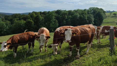 Five brown and white cows stand behind a wire fence on a grassy hillside, with trees and rolling hills in the background under a partly cloudy sky.