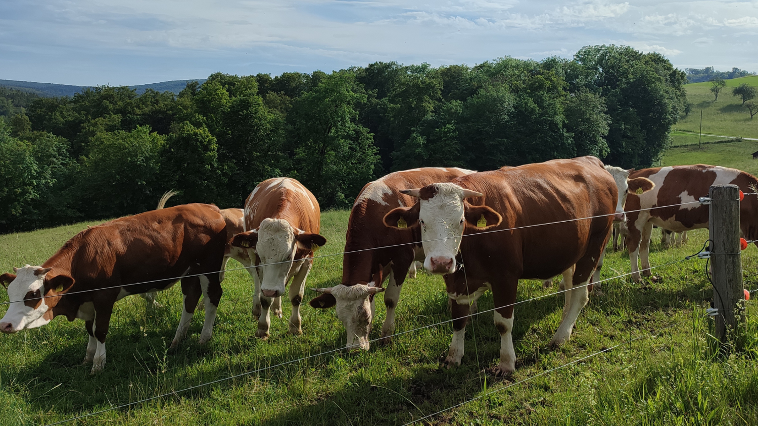 Five brown and white cows stand behind a wire fence on a grassy hillside, with trees and rolling hills in the background under a partly cloudy sky.