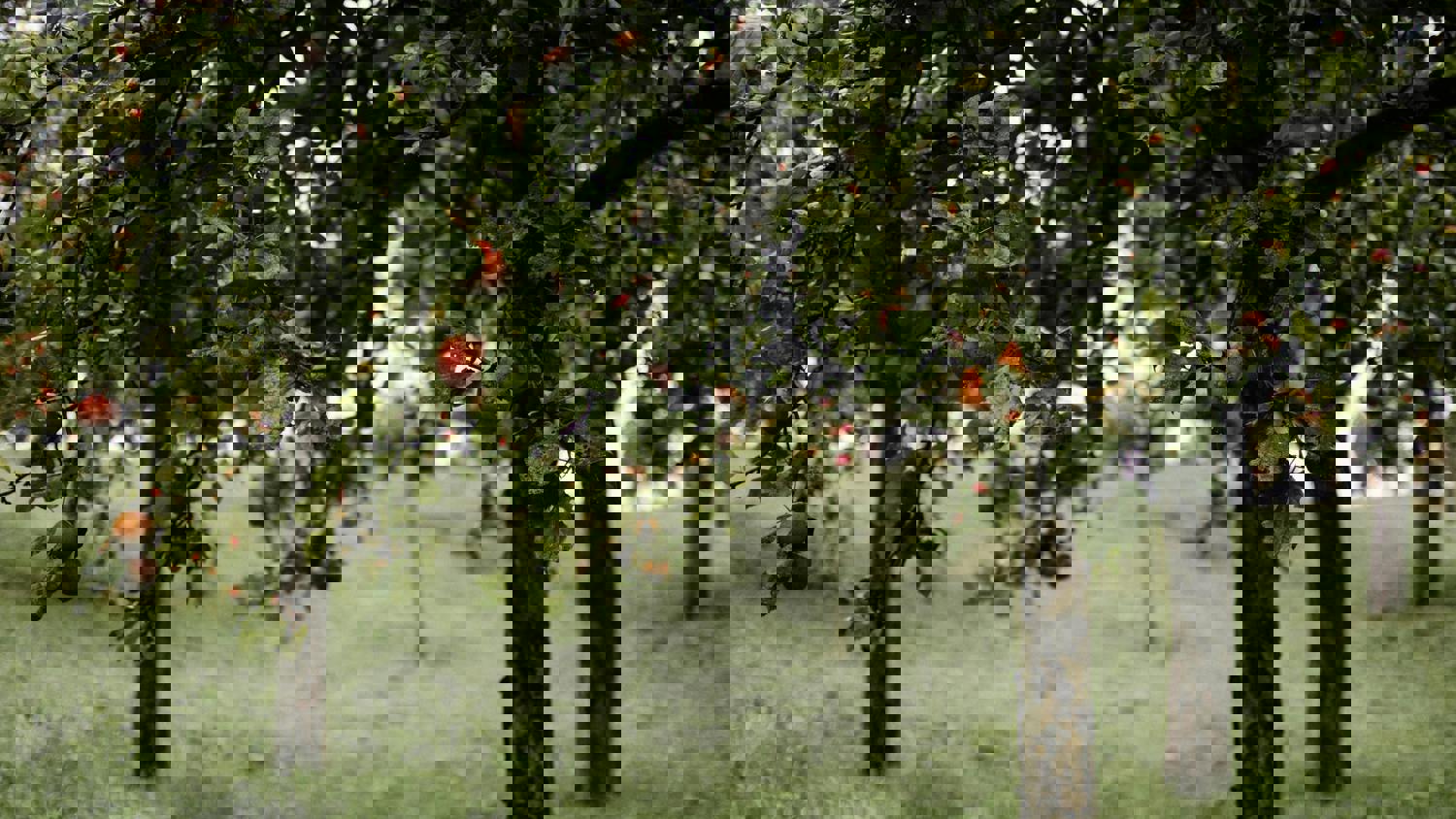 A distorted, pixelated image of trees with green leaves and some red fruits. The bottom half is especially glitchy, with digital artifacts and streaks obscuring the grass and tree trunks.