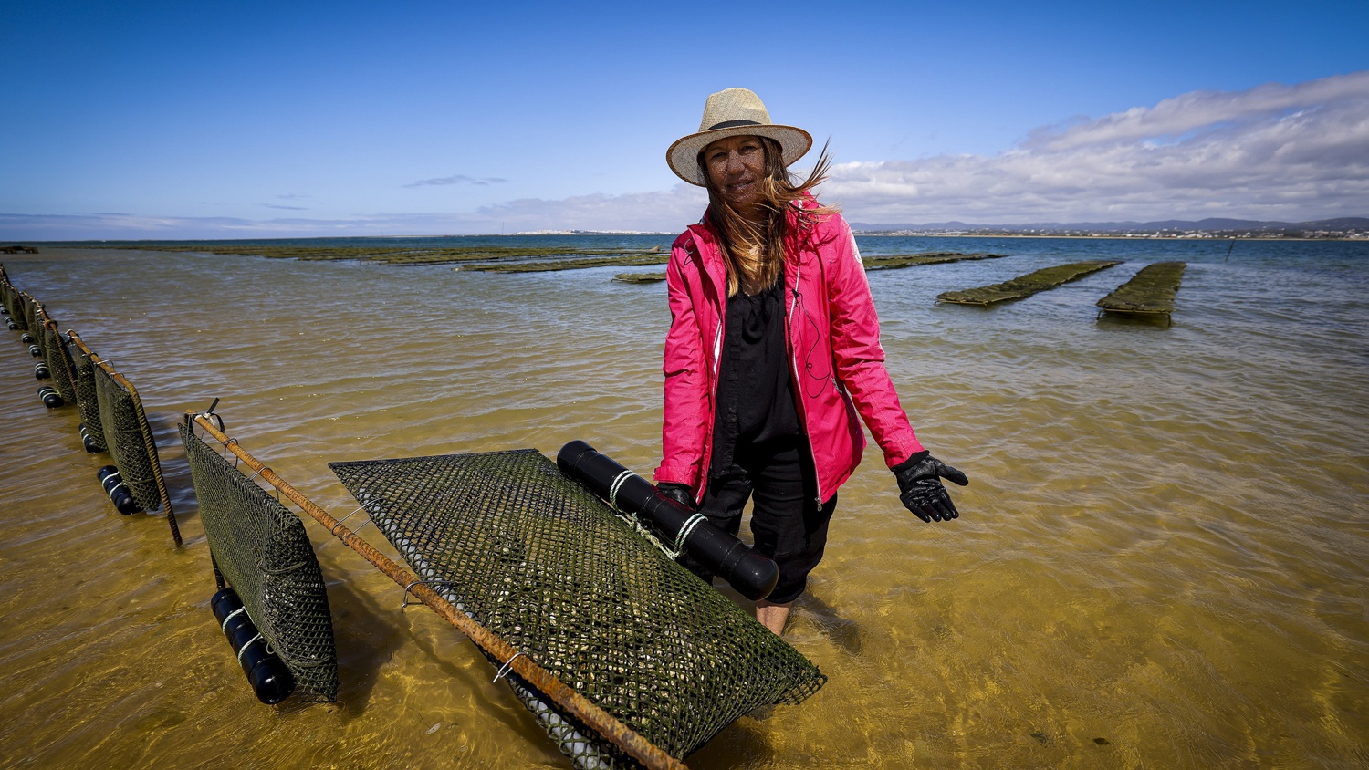 A person in a pink jacket, black gloves, and a straw hat stands knee-deep in shallow water, tending to mesh oyster farming racks under a blue sky with clouds.