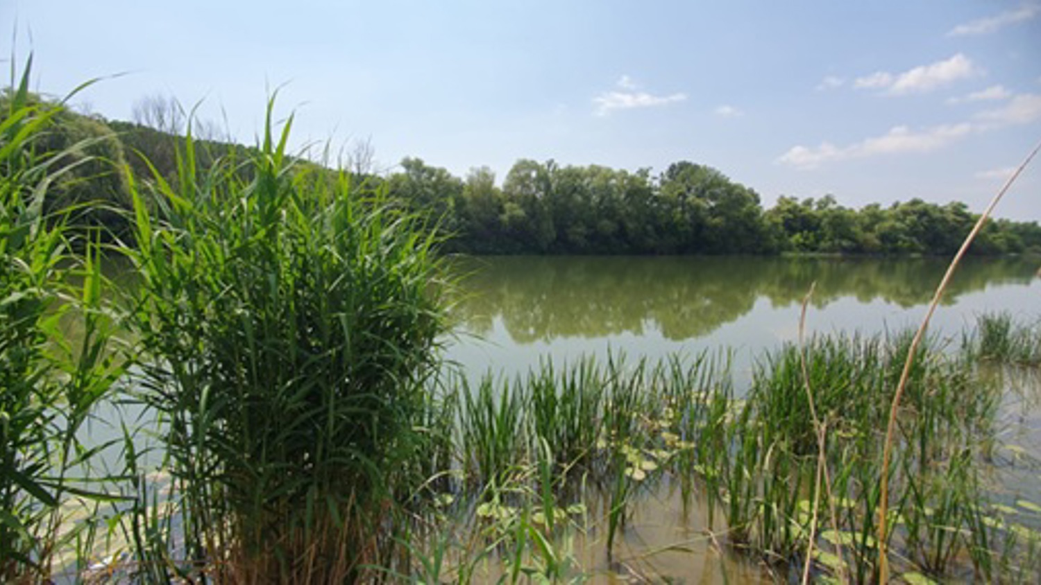 Tall green reeds grow at the edge of a calm lake, reflecting trees and a blue sky with scattered clouds. Lush vegetation surrounds the water, creating a peaceful, natural scene.