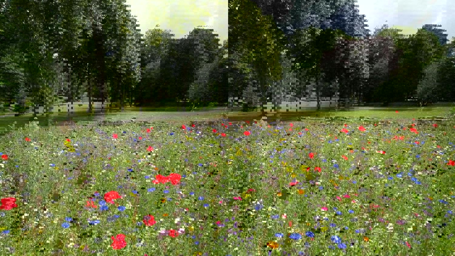 A colorful wildflower meadow with red, blue, and purple flowers in bloom, bordered by green grass and tall leafy trees under a partly cloudy sky. The image appears slightly pixelated or distorted.