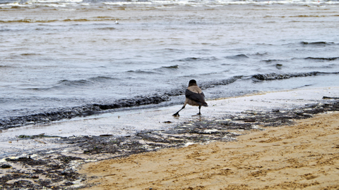 A crow walks along the edge of a sandy beach beside dark, wavy water under a cloudy sky. The shoreline is scattered with bits of debris and seaweed.