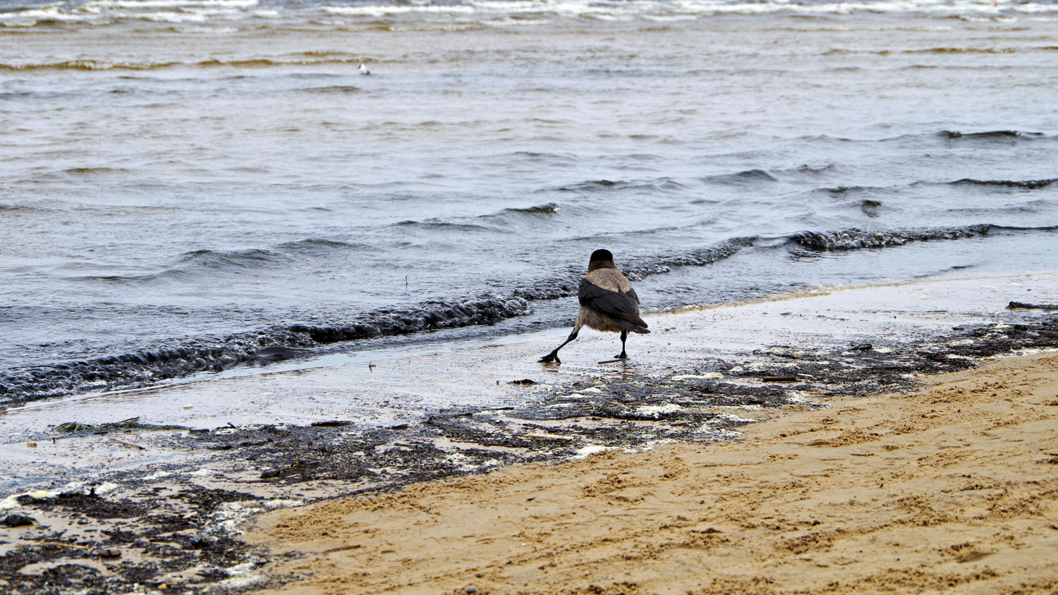 A crow walks along the edge of a sandy beach beside dark, wavy water under a cloudy sky. The shoreline is scattered with bits of debris and seaweed.