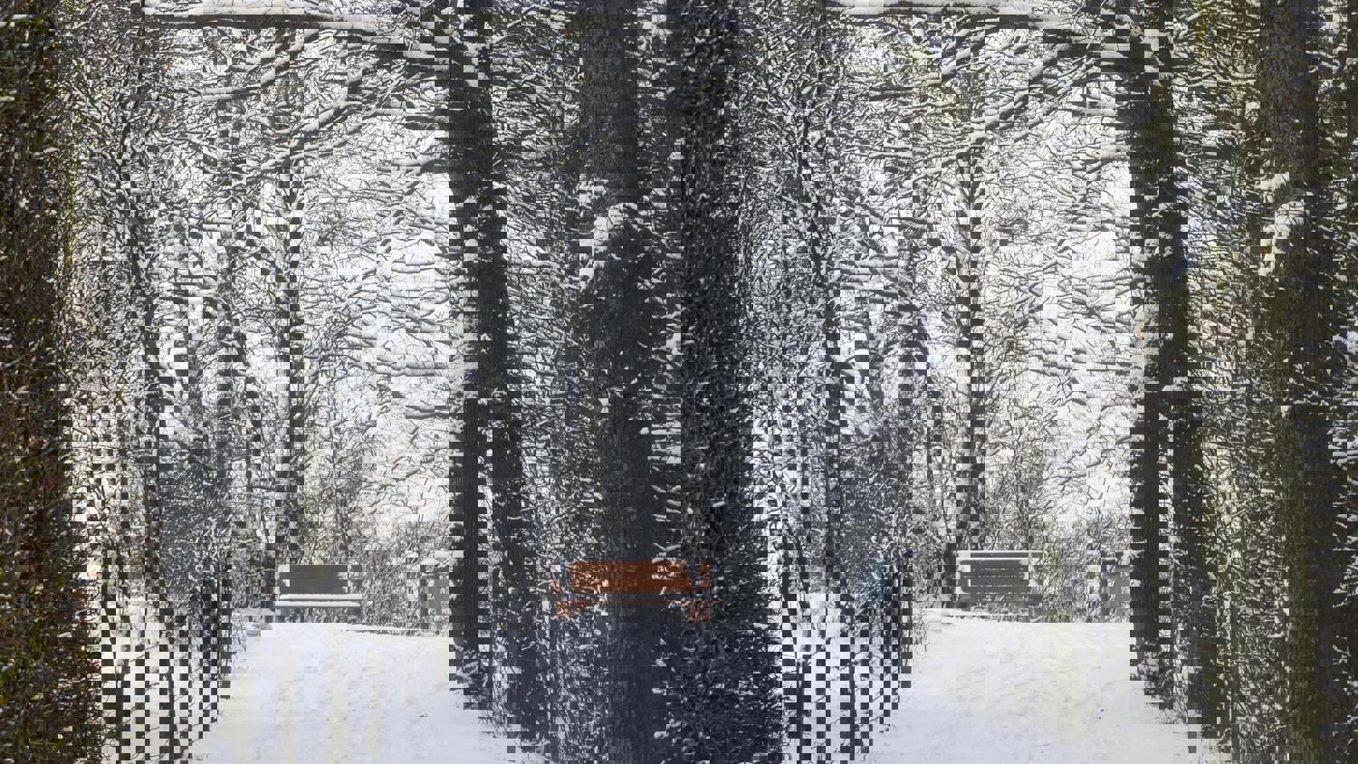 A snowy path lined with tall, bare trees. The image appears distorted with horizontal and vertical glitch effects, making the scene look fragmented and abstract.