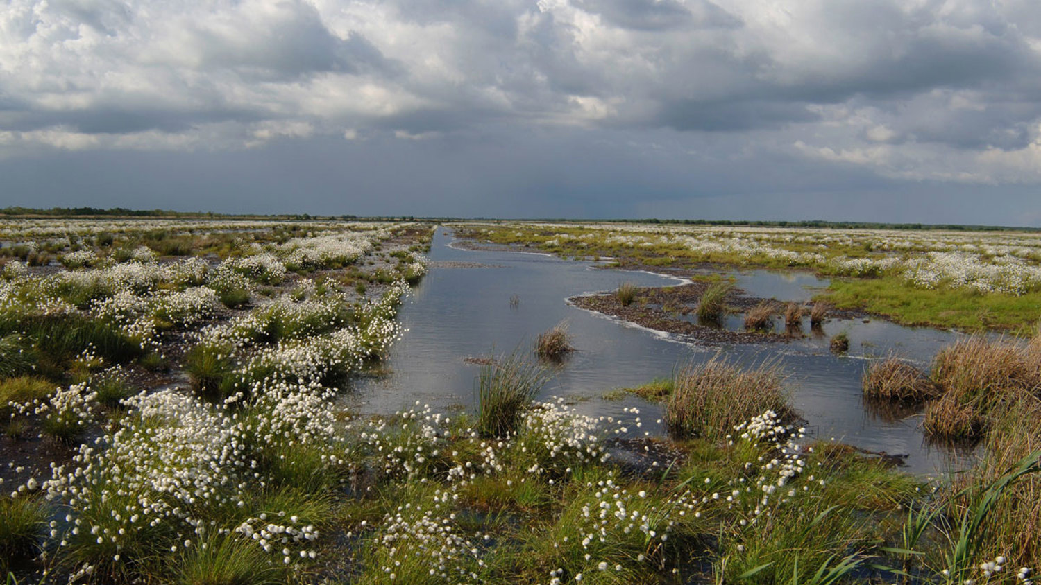 A vast wetland landscape with marshy grasses and cotton-like white flowers. Water channels weave through the greenery, reflecting the cloudy sky above. Puffy clouds fill the sky, casting soft shadows across the scene.