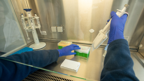 A researcher wearing blue gloves uses a multichannel pipette to transfer liquid into a plate inside a laboratory fume hood.