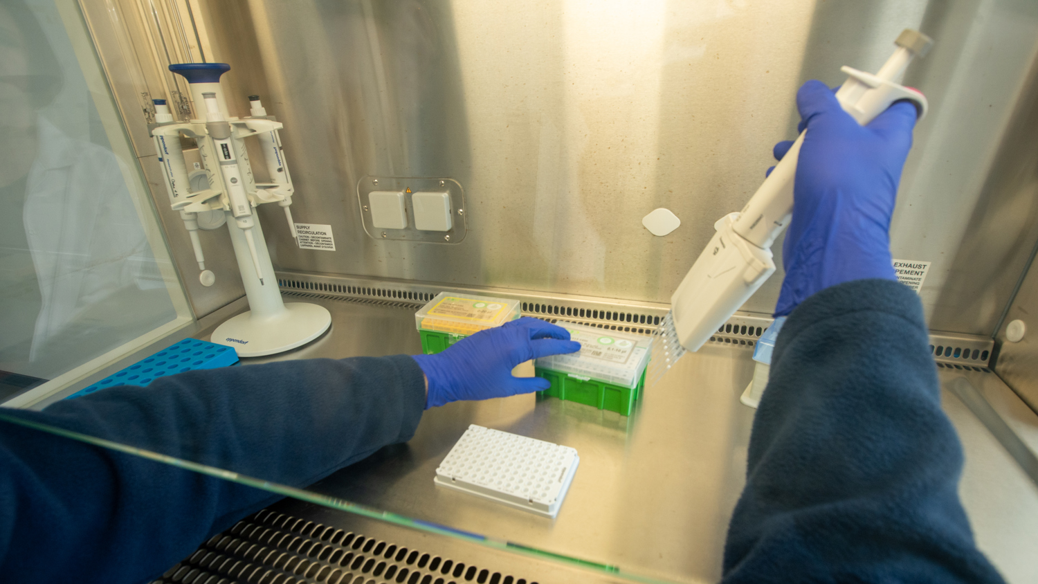 A researcher wearing blue gloves uses a multichannel pipette to transfer liquid into a plate inside a laboratory fume hood.