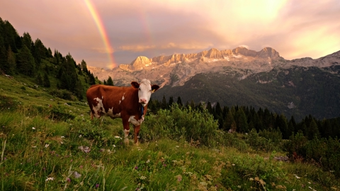 A brown and white cow stands on a grassy hillside with wildflowers, pine trees, and mountains in the background. A double rainbow arches across a colorful sky at sunset.