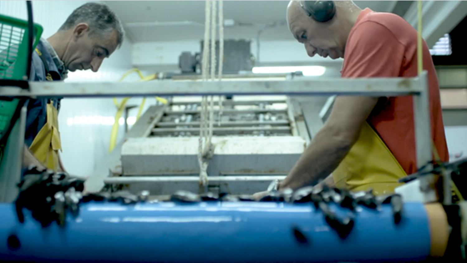 Two workers inside a factory sort mussels on a conveyor belt. Both are wearing protective gear, including aprons, one with earmuffs. The setting is industrial with machinery in the background.