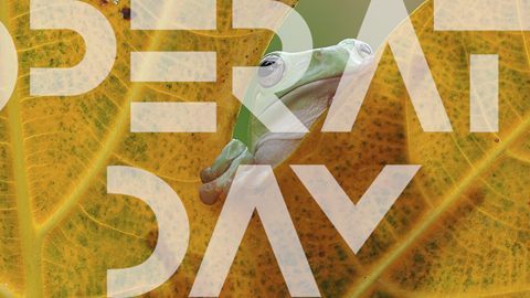 A green frog peeks through the holes of a large yellow leaf. Overlaid in bold white letters is the text "COOPERATION DAY." The background is a greenish hue, complementing the leaf and the frog.